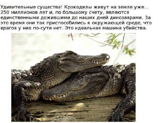 Подборка интересных и познавательных фактов о крокодилах (15 фото)
