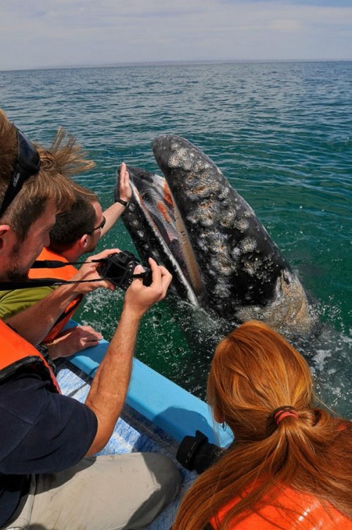 Новое развлечение для туристов в Мексике - встреча с китами в открытом океане
