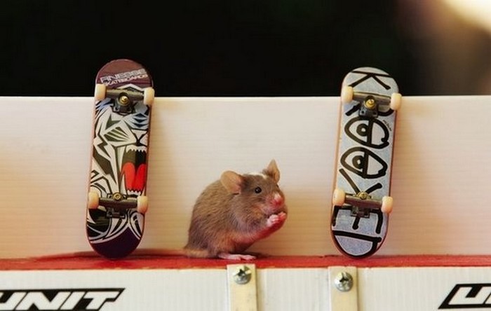 Мышка на скейте
