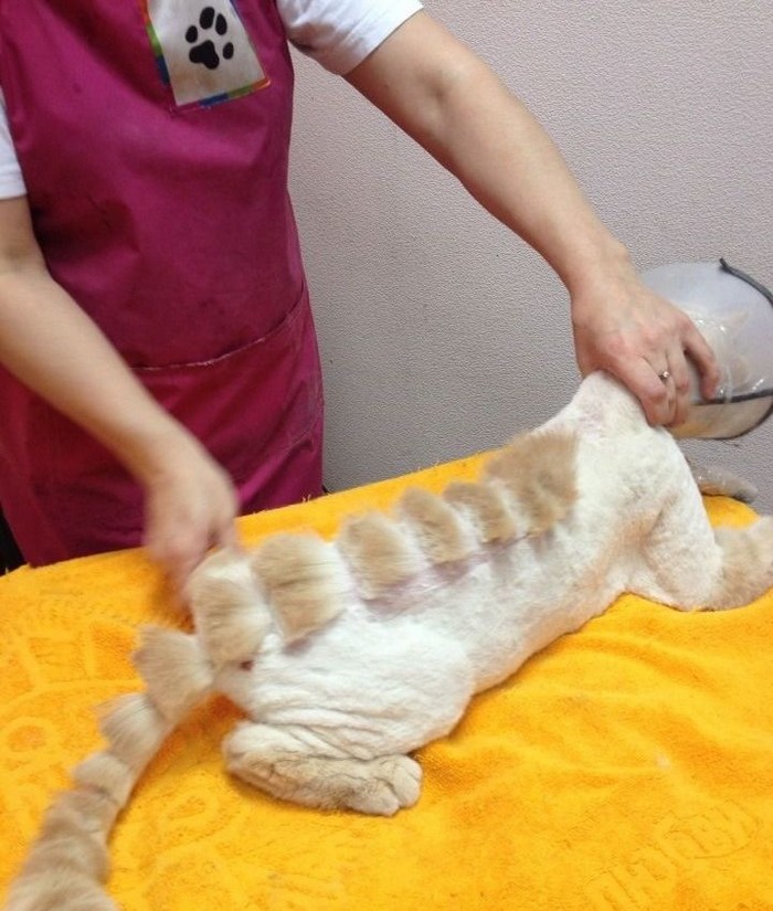 Парикмахер превратил кота в динозавра
