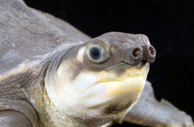 12 причудливых и очень редких пород черепах
