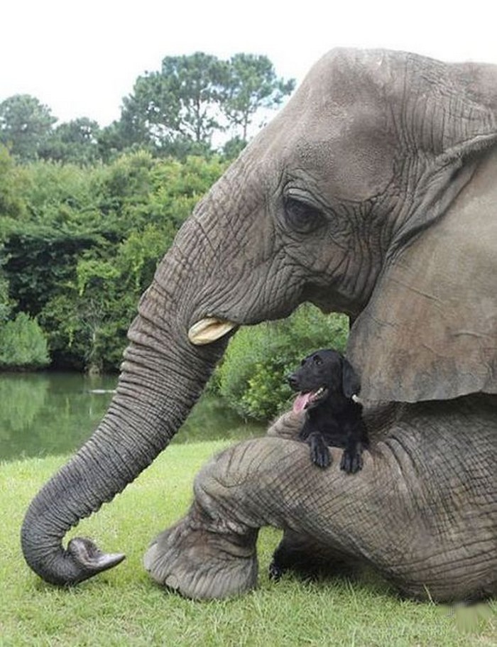 Слон и лабрадор лучшие друзья (9 фото + видео)
