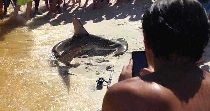 Акула шокировала отдыхающих - родила прямо на пляже
