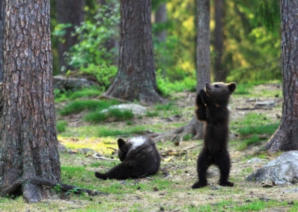 Финские медвежата встали в круг (10 фото)
