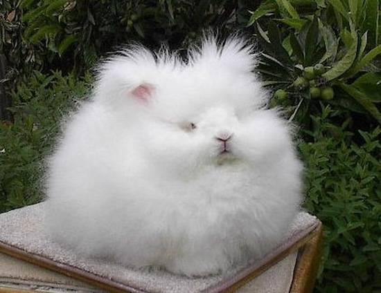 Самый пушистый кролик в мире (8 фото)
