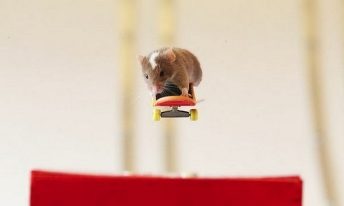 Мышка на скейте
