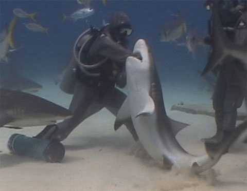 Дайвер показала, как правильно засовывать руку в пасть акуле
