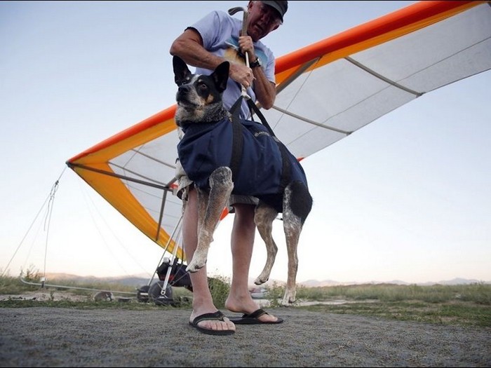 Полеты с собакой на дельтаплане
