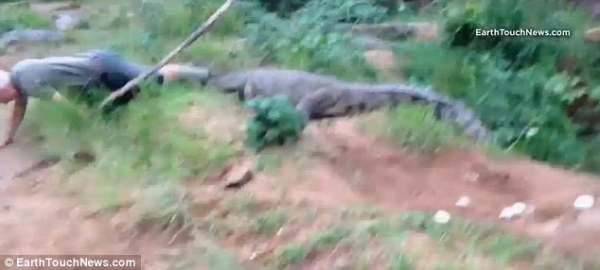 Чем может закончиться тыканье в крокодила палкой (фото + видео)
