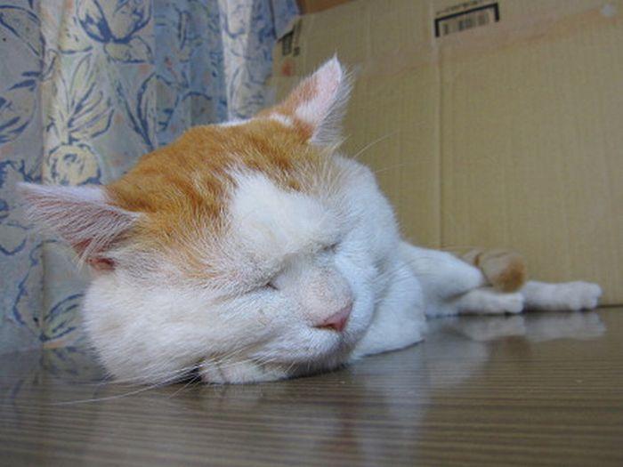 Самый ленивый кот в мире (25 фото)
