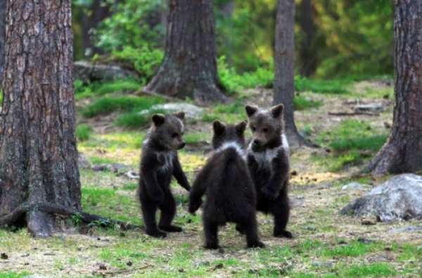 Финские медвежата встали в круг (10 фото)
