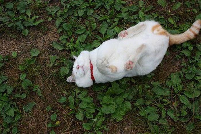 Самый ленивый кот в мире (25 фото)
