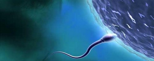 Сперма человека, что мы о ней знаем?
