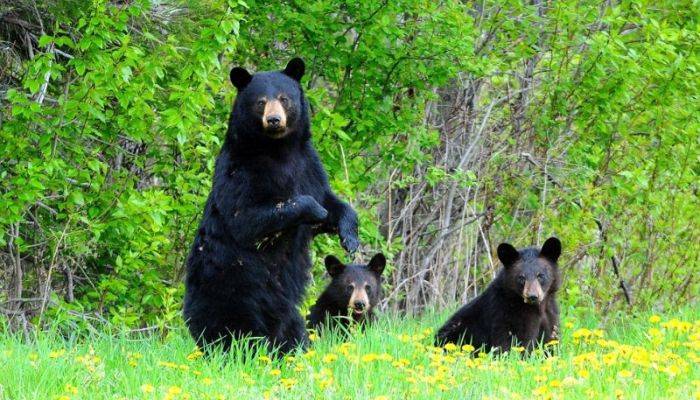 Любопытные медведи (15 фото)

