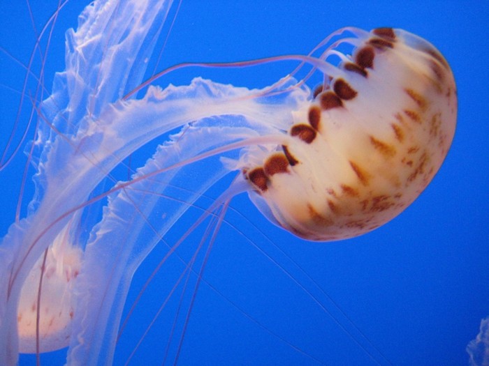19 самых интересных фактов об самых красивых и ярких медузах
