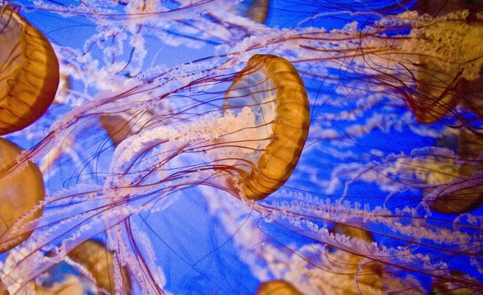 19 самых интересных фактов об самых красивых и ярких медузах
