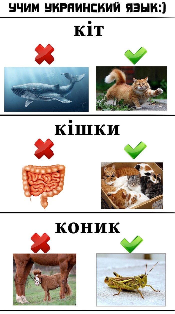 Учим Украинский язык в картинках
