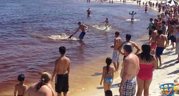 Акула шокировала отдыхающих - родила прямо на пляже
