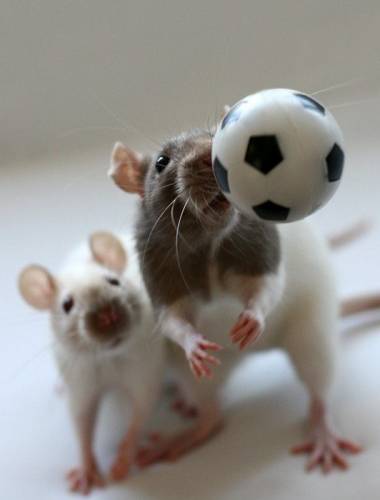 Талантливые крысы в роли фотомоделей ( 20 фото )
