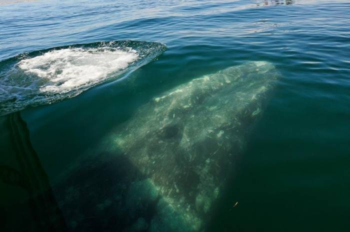 Новое развлечение для туристов в Мексике - встреча с китами в открытом океане
