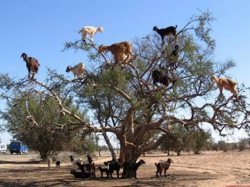 Почему козы пасутся на деревьях? (10 фото + видео)
