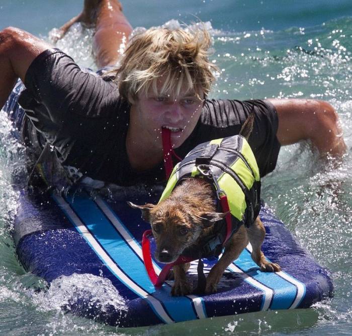 Ежегодное собачье соревнование по серфингу