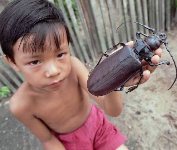 Самый большой жук в мире - Дровосек-титан, длиной в 22см. и стоимостью до $1000, в засушенном виде
