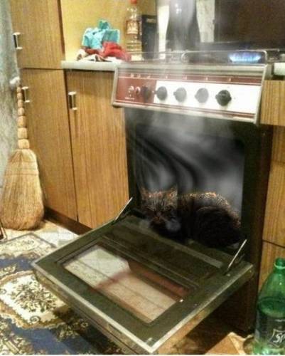 Котик решил погреть лапки у газовой плиты
