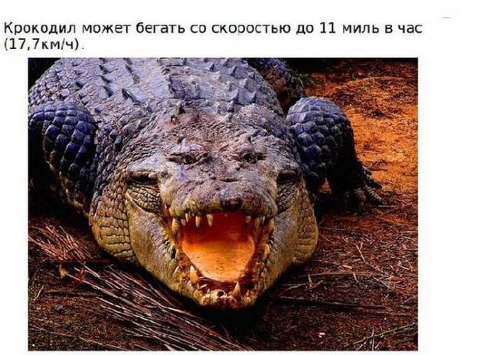Подборка интересных и познавательных фактов о крокодилах (15 фото)
