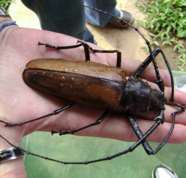 Самый большой жук в мире - Дровосек-титан, длиной в 22см. и стоимостью до $1000, в засушенном виде
