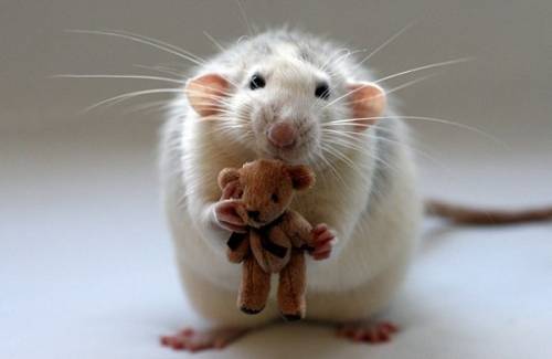 Талантливые крысы в роли фотомоделей ( 20 фото )
