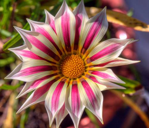 ТОП 10 самых красивых цветов на свете
