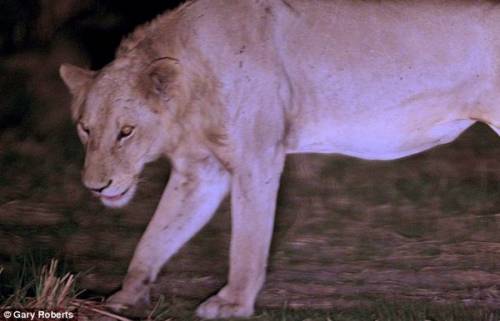 Львы три года кормили сородича, попавшего в ловушку браконьеров
