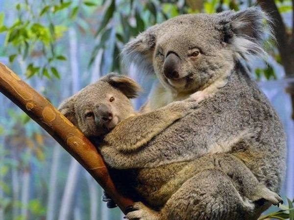 20 интересных фактов об Австралии
