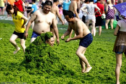 Китай атаковали водоросли

