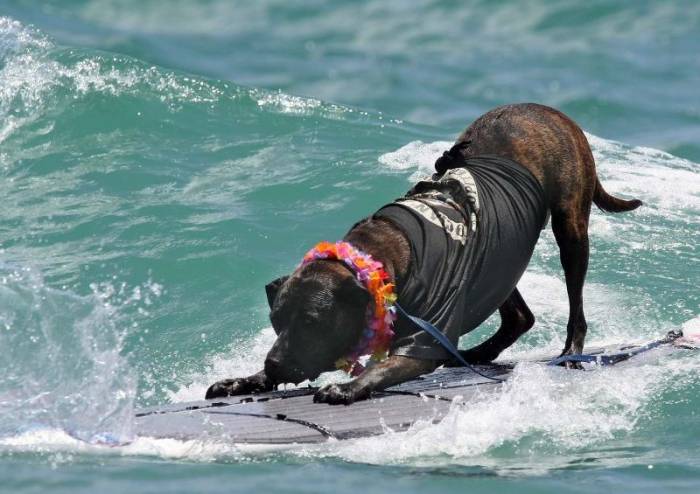 Ежегодное собачье соревнование по серфингу