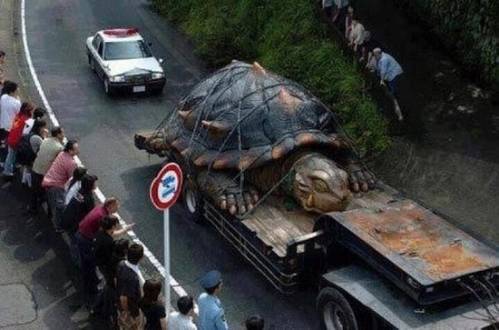 Крупнейшая в мире черепаха. Её возраст около 529 лет , Вес- 915,87 кг
