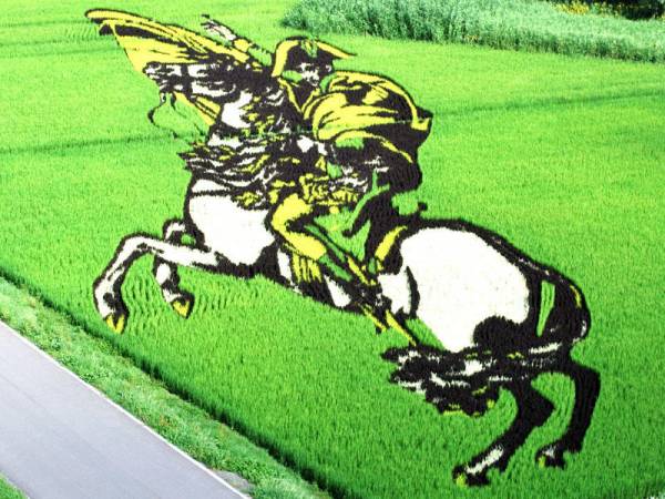 Огромные живые картины «растут» на рисовых полях в Японии ( 10 фото )
