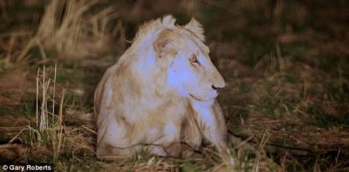 Львы три года кормили сородича, попавшего в ловушку браконьеров
