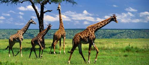 15 малоизвестных фактов о жирафах
