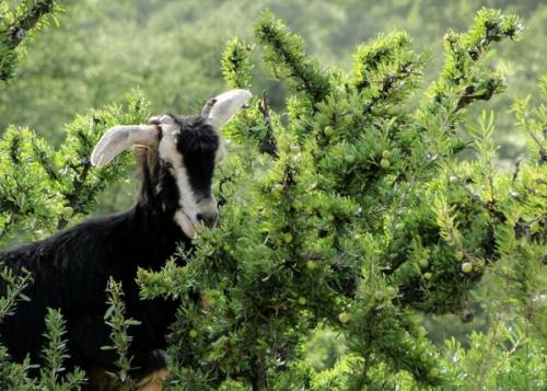 Почему козы пасутся на деревьях? (10 фото + видео)
