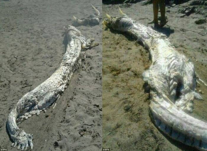 Неизвестное морское чудовище с рогами обнаружили на берегу в Испании
