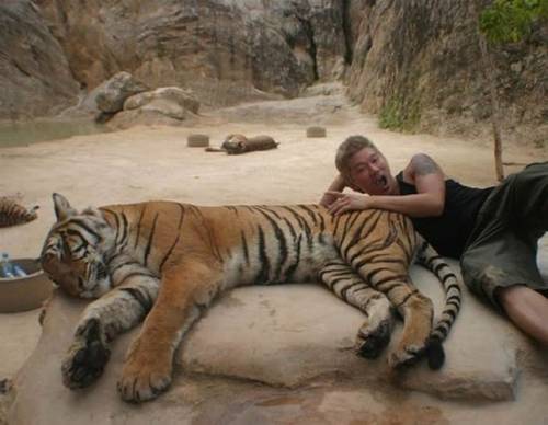 Храм тигра в Таиланде, Буддисты и их ручные тигры
