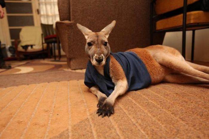 Домашний кенгуру (15 фото)
