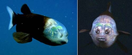 Рыба с прозрачной головой раскрыла свои секреты ( 5 фото + видео )

