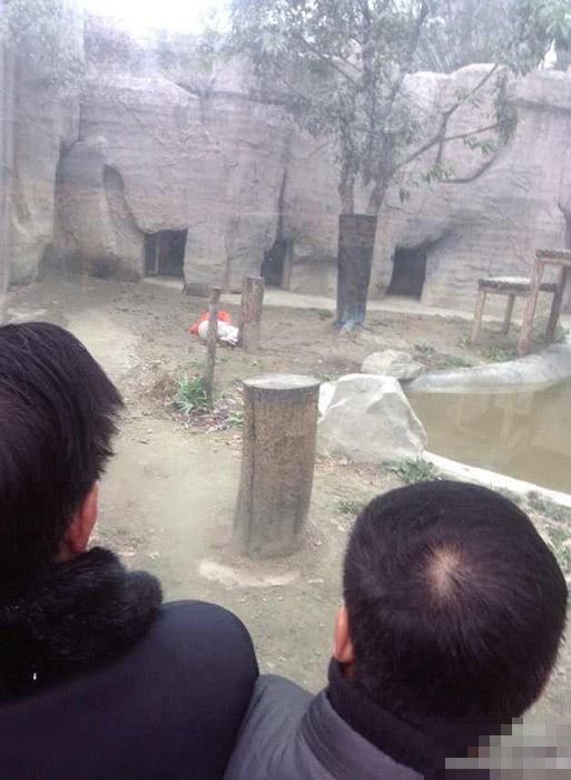 Китаец решил скормить себя тиграм
