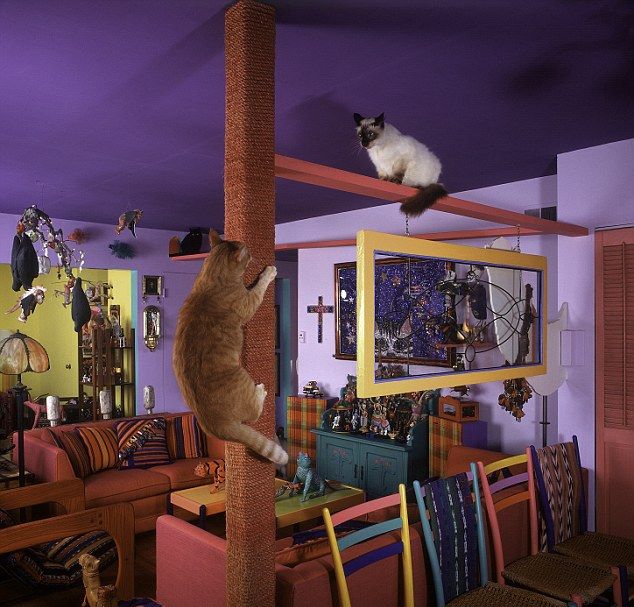 Настоящий кошкин дом в Сан-Диего
