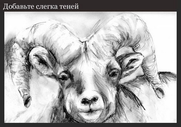 Как нарисовать овцу: инструкция для начинающих художников
