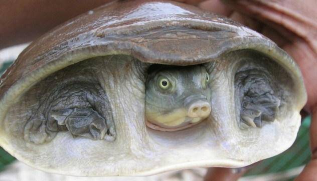 12 причудливых и очень редких пород черепах
