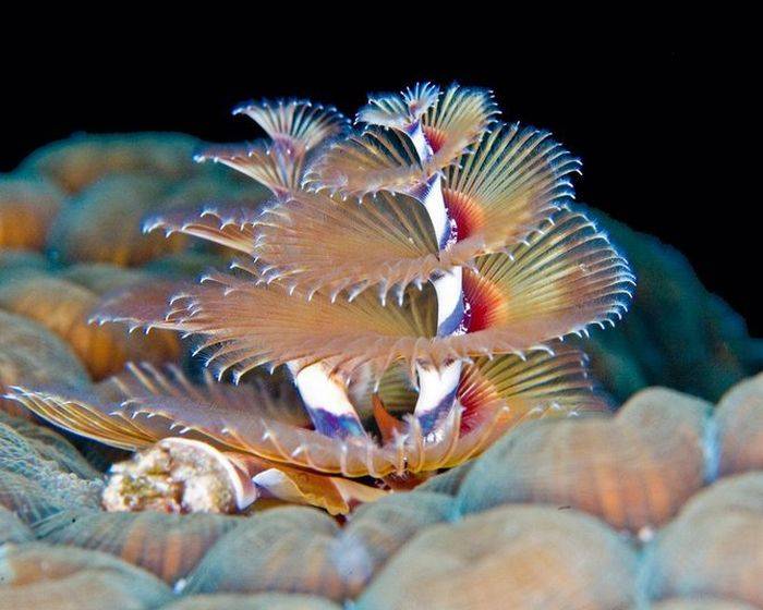 Необыкновенная красота подводного мира (30 фото)
